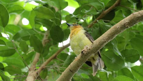 Close-up-shot-of-beautiful-female-black-necked-weaver-in-tree