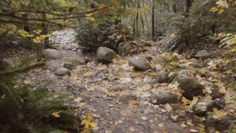 Wide-shot-of-beautiful-autumn-forest-scenery-revealing-small-stream