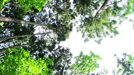 High-angle-view-looking-to-the-tops-of-giant-trees-growing-in-a-national-park-in-Atami,-Japan