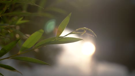 Nahaufnahme-Der-Blätter-Im-Sonnenuntergang