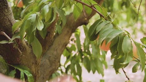 Close-up-picking-a-peach-from-a-tree