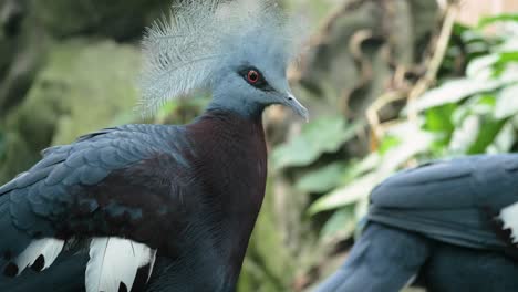 Close-up-shot-of-two-southern-crowned-pigeons