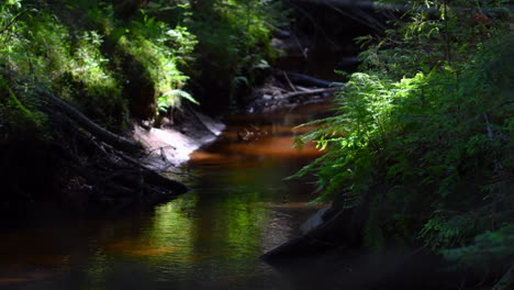 River-flowing-slowly-through-an-old-forest,-mosquitos-and-flies-are-flying,-ferns-swaying