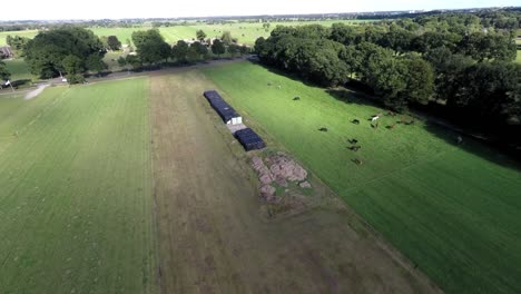 Aerial-footage-of-horses-in-green-meadows