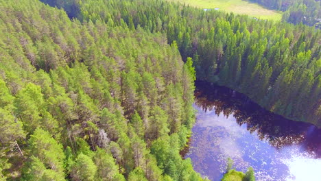Aerial-shot-of-a-Finnish-coniferous-forest,-bay-of-a-clear-lake-and-a-bog-in-the-background