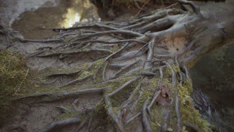 Closeup-of-wet-roots-and-muddy-ground-with-moss-near-river