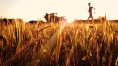 A-cinematic-shot-of-a-jogger-running-through-a-field-at-sunset