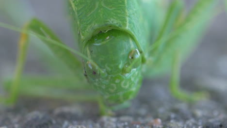 Extreme-close-up-on-the-face-of-a-vivid-green-tree-bug