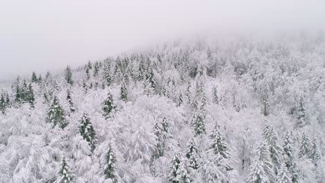 Aerial-view-of-mountain-pine-trees-covered-in-ice-and-snow-with-fog-in-the-background