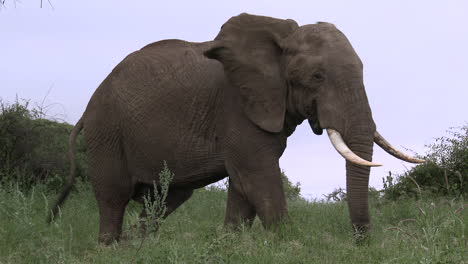 African-Elephant-big-bull-walking-in-shrubs-in-low-angle-view,-of-Amboseli-N