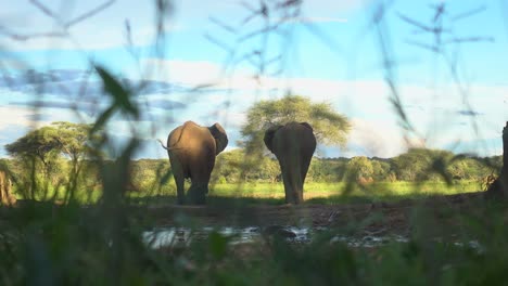Two-Wild-African-Elephant-Walking-Away-shot-trough-Grass,-during-Sunset,-with-Blue-Sky-and-Green-Environment