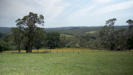Eine-Weitwinkelaufnahme-Eines-Großen-Zypernbaums-Auf-Ländlichem-Ackerland-In-Victoria,-Australien