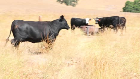 La-Vaca-Angus-Negra-Corre-Para-Ponerse-Al-Día-Con-La-Manada