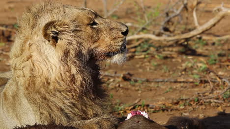 Three-year-old-nomadic-male-lion-looking-around-whilst-feeding-on-an-African-buffalo-in-the-late-morning