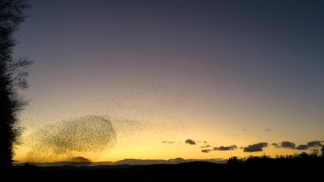 Massive-starling-murmuration-at-Tarn-Sike-Cumbria-Uk-against-a-beautiful-evening-sky