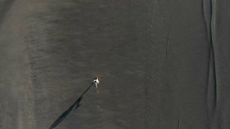 Aerial-top-down-view-of-young-caucasian-man-running-on-a-beach-in-Auckland,-New-Zealand