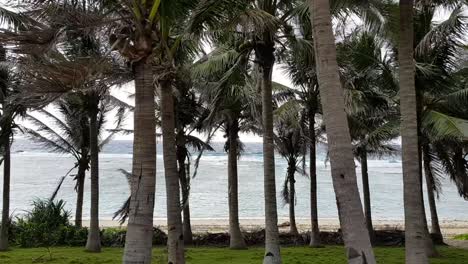 Beach-behind-a-group-of-palm-trees-in-a-windy-weather-in-Batanes,-Philippines
