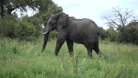 A-Big-Male-African-Elephant-walking-close-to-car,-swinging-his-Trunk