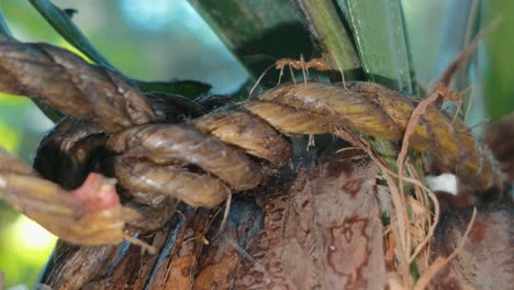 Ameisen-Laufen-Auf-Einer-Kokosnuss