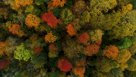 Bunte-Saisonale-Wälder-Und-Moorsee-Im-Herbst-Luftaufnahmen