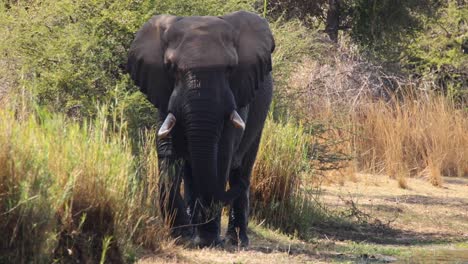 Imágenes-De-Un-Majestuoso-Toro-De-Elefante-Africano-Colmilludo-Caminando-A-Lo-Largo-Del-Borde-Del-Agua-De-Un-Lago-Natural-En-Un-Parque-Nacional-En-Sudáfrica