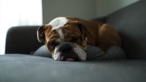 Englischer-Bulldogge-Welpe-öffnet-Seine-Augen,-Während-Er-Versucht,-Auf-Einer-Grauen-Couch-Zu-Schlafen