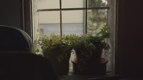 Two-potted-plants-in-an-old-garage-with-a-window-behind-them