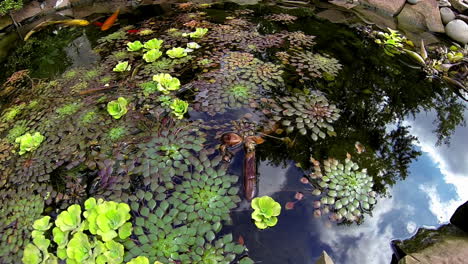 Wide-angle-view-of-pond-with-koi-and-freshwater-aquatic-plants,-including-the-mosaic-plant,-Ludwigia-sedioides