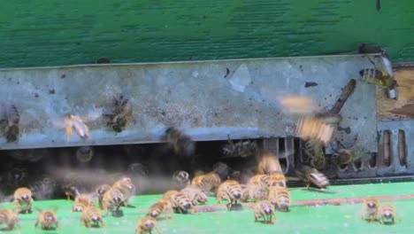 Bienen-Bringen-Honig-Nach-Hause