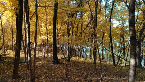 fall-colors-through-forest-leaves-by-hiking-trail