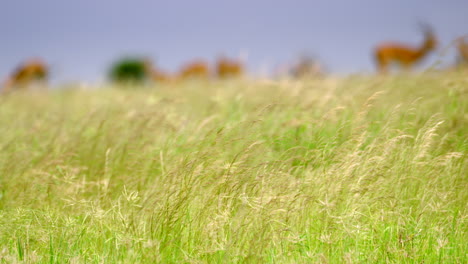 Kenya_Slow-Motion-grass-in-foreground-herd-of-Gazelle-in-background
