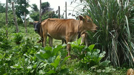 Vacas-En-Un-Pueblo-Mondolkiri-En-Camboya