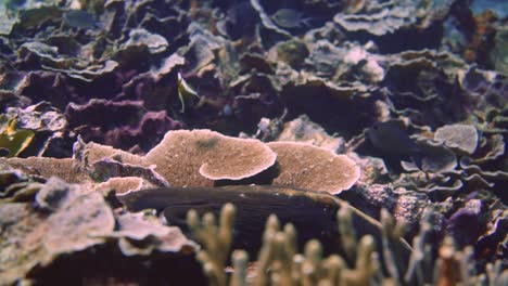 Folgen-Sie-Einem-Oktopus,-Der-Auf-Einem-Korallenriff-Schwimmt,-Um-Sich-Vor-Raubtieren-Zu-Verstecken