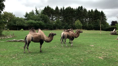 Camellos-Pastando-En-Un-Prado.-Calma-Y-Paz