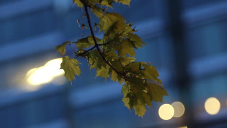 Blätter-Wehen-Nachts-Im-Wind-In-Der-Innenstadt