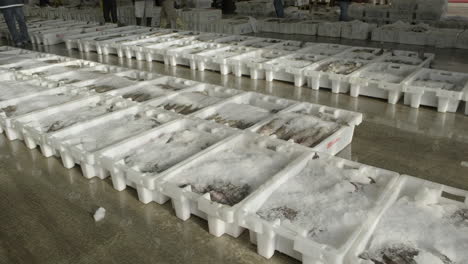 Ice-packed-fresh-fish-lined-up-in-plastic-containers-ready-for-auction-in-Fraserburgh-harbour-fish-market,-Aberdeenshire,-Scotland