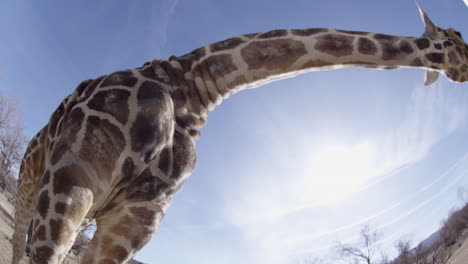 Giraffe-really-tall-wide-angle-shot-of-beast