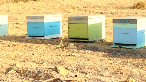 Found-beehives-on-my-walk-in-the-country,-2018