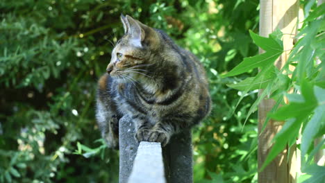 Eine-Katze-Sitzt-Auf-Einem-Zaun-Und-Schaut-Sich-Um