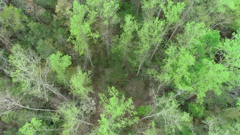 Downward-View-Gatlinburg-Trees-in-Tennessee