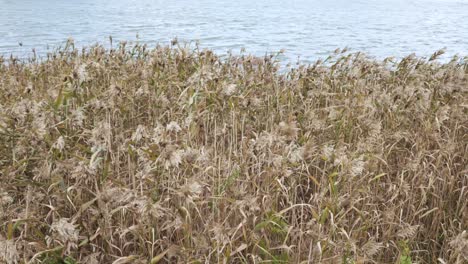 Static-shot-of-some-tall-grass-blowing-in-the-wind-with-a-lake-in-the-background