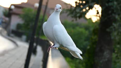 A-white-pigeon-perched-in-a-noisy-city