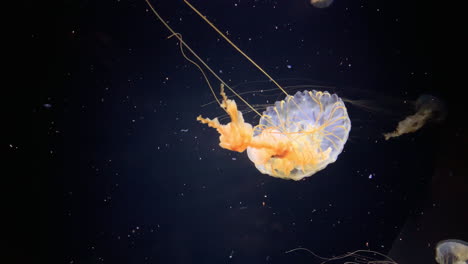 Jellyfish---Chrysaora-Meranaster---Brown-and-white-jellyfish-at-Kamon-Aquarium,-Japan