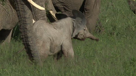 Elefante-Africano-Diminuto-Ternero-Entre-Familia-Forrajeando-En-Hierba-Alta,-Amboseli-N