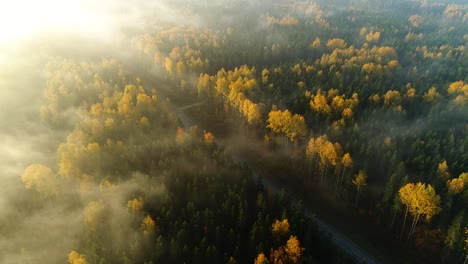 Bunte-Saisonale-Wälder-Im-Herbst-Fallen-Aus-Der-Luft