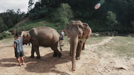 Slow-motion-footage-of-an-elephant-walking-towards-the-camera-in-Thailand
