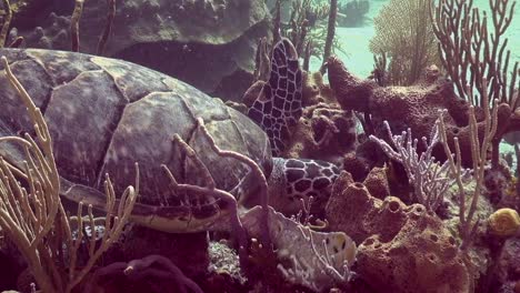 Schildkröte,-Die-An-Korallen-Kaut