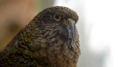 Nahaufnahme-Eines-Kea-Papageis-In-Neuseeland