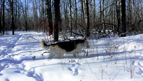 Un-Perro-Lobo-Husky-Mascota-Explora-El-Bosque-En-Un-Frío-Y-Soleado-Día-De-Invierno
