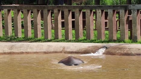 Elefant-Spielt-In-Einem-Pool-Mit-Einem-Zaun-Dahinter